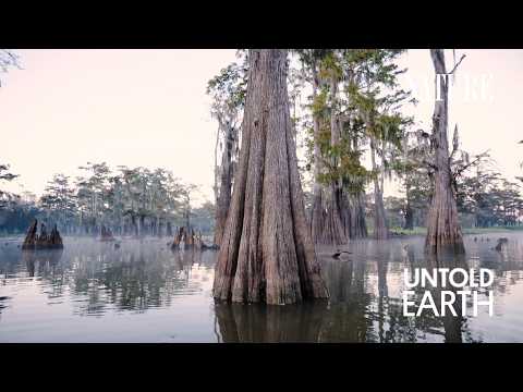 What Is Killing These Indestructible Swamp Trees?