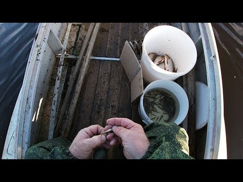 HOW TO MAKE A LONGITUDINAL \ THE BEST EDITING