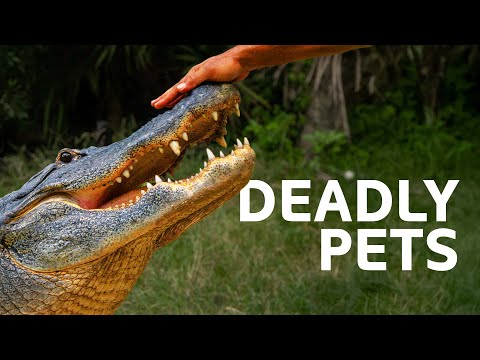 Owning An Exotic Pet Goes Wrong | Predator Pets Mega Marathon