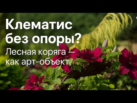 Сад задышал: как я убрала сетку и пересадила клематис