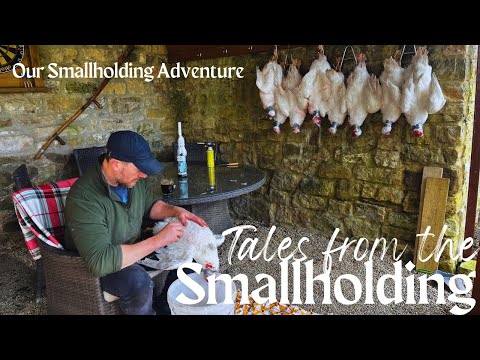Sustainable Harvest: Raising Ducks for Self-Sufficient Meat Supply | Smallholding Farming Tips