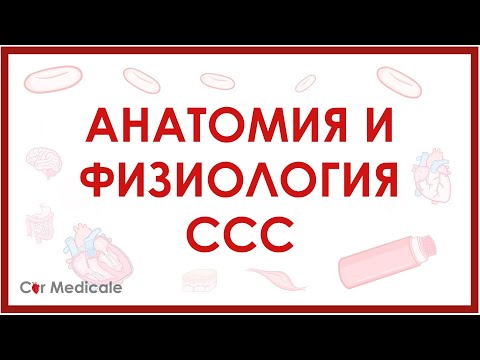 Анатомия и физиология сердечно-сосудистой системы кратко