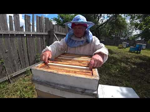 Влияние метода вывода  маток в основных семьях на производительность пчёл на главном взятке.