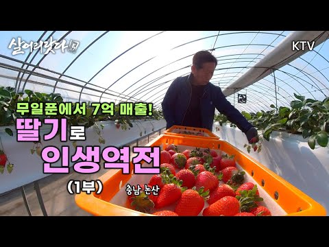 (충남 논산) 1부 - 무일푼에서 7억 매출! 딸기로 인생역전 koreatv, organic, Strawberry, Agriculture, farm (시즌5)