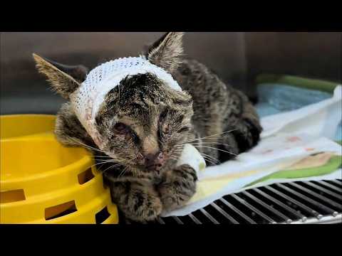 "Please save me," he cried out in agony as his skull was shattered