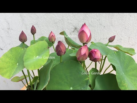 How to grow mini lotus at home with 3 easy steps | how to grow mini lotus in pot