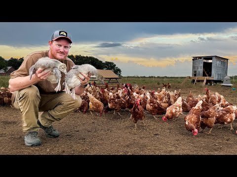 Why We Choose Guard Geese Over Livestock Guardian Dog!