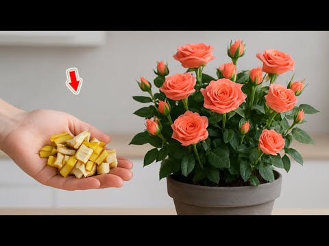 Don't Throw It Away! It Makes The Rose Stem Take Root, Sprout And Bloom 999% More!