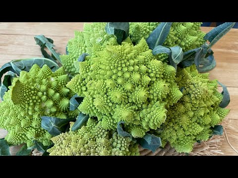 Tea with a  Druid 341: Druid Meditation