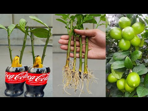 SUPER SPECIAL TECHNIQUE for propagating LEMON branches into trees using coca~cola and bananas......