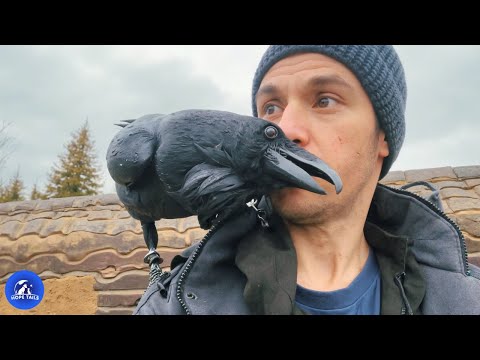 Extraordinary Rescue Raven Acts Like A Child Every Time He Sees His Owner