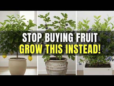 Top 10 Fruit Trees That Thrive in Pots and Small Spaces