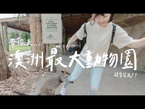 帶你去澳洲最大動物園 Australia Zoo 🐊 刺激鱷魚餵食秀、超可愛無尾熊寶寶、被袋鼠熊抱...