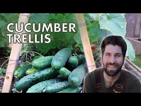 Use This Cucumber Trellis for a HUGE Harvest!