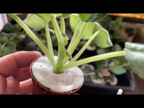 The violet's leaves have become LITTLE and have lost their FIRMNESS! We urgently need to get the ...