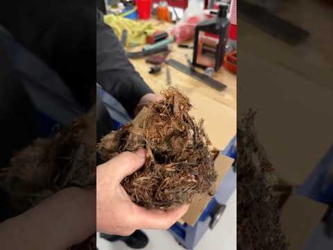 Rodents get free travel upgrades. And you could be paying for it