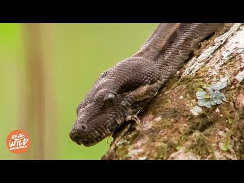 Im Herzen des Vulkans: Die einzigartige Tierwelt von Nicaragua | Doku