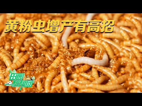 它被誉为饲料宝库,一盒售价上万元!饲养专家公开黄粉虫养殖绝招:饲料里一定要加这种常见蔬菜,产量增加肉眼可见 |「田园帮帮团」20230926