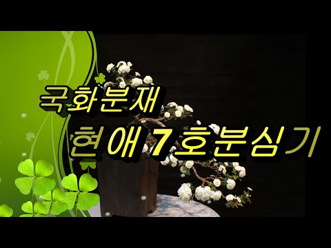 파주국화분재.13현애7호분심기.국화분재.국화.국화차
