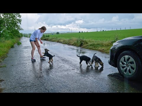 Abandoned Puppies Stopped our Car during Massive Rainstorm... and We Couldn't Pass By