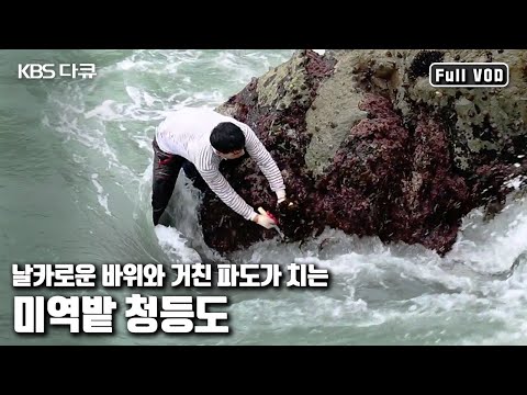 The best seaweed harvesting site in the country! "Blue Seaweed Island, Cheongdeungdo" (KBS, Septe...
