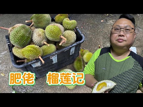 🏕️东甲榴莲园露营  [肥佬日记1.0]