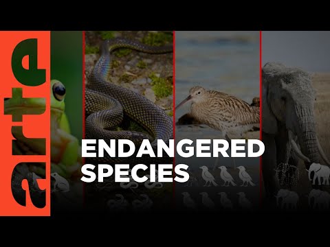 Biodiversity: Animal SOS | ARTE.tv Documentary