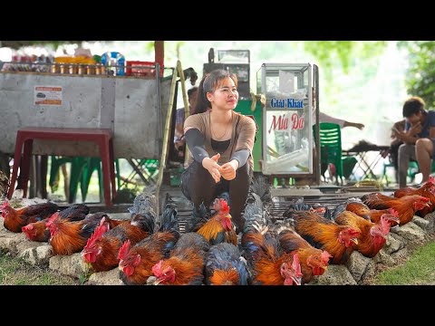 Harvesting Chicken Rooster - Take care vegetable garden - Village Life | Tiểu Ca Daily Life