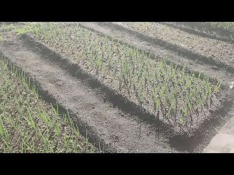 Приспособление для посадки лука и чеснока. Быстро и удобно.