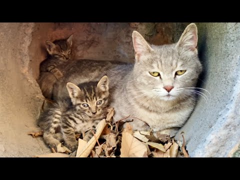 The pitiful stray cat has given birth to two kittens in the wild, and they are starving. ๐๐๐ฝ