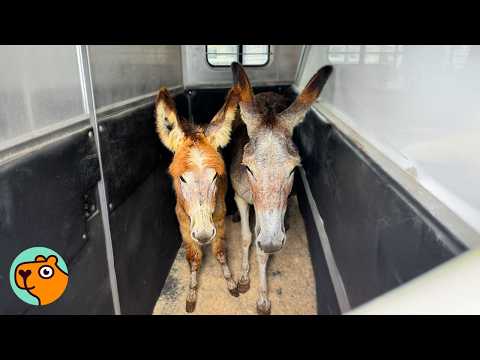 Two Donkeys Step Off The Trailer Into a Life They Never Had | Cuddle Buddies