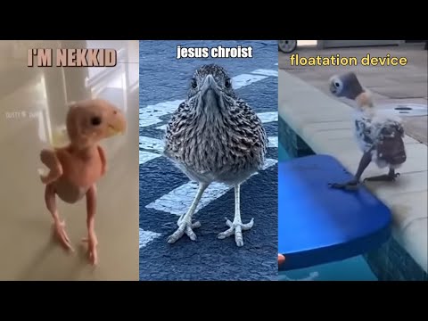 Funniest Bird Voiceovers on the Internet