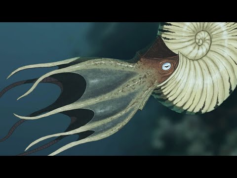 Ancient Deep Sea Creatures That Inspired the Kraken