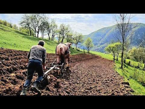 Planting Potatoes the Old Way | Life on a Small Mountain Farm