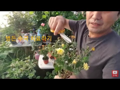 누가 몰래 쓰레기장에 버린 국화 제대로 되살리는 방법