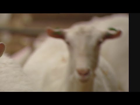 'Omwonende geitenstal krijgt vaker longonsteking'