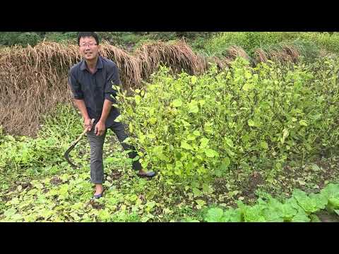 #만평농장 # 들깨수확 #단감나무 #오일장터 #10월18일