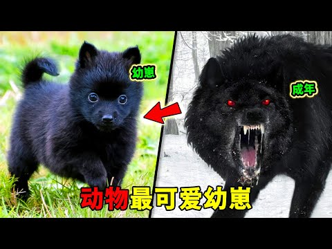 全世界最可愛的十大動物幼崽！萌到像AI合成的猩猩幼崽只排第9，第一名如果我不說，你根本看不出是什麼動物！