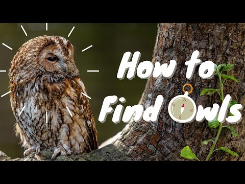 How to find owls