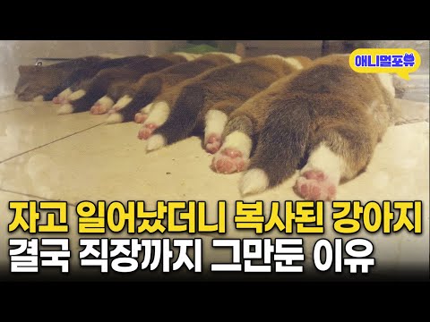 자고 일어 났더니 복사된 강아지, 결국 회사까지 그만 둔 이유 | KBS 동물극장 단짝 220709 방송