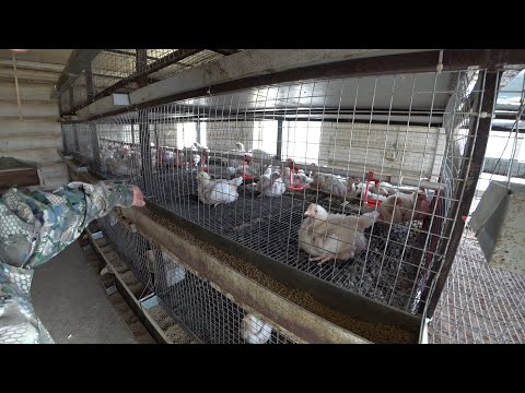 Все о содержании бройлера в домашних условиях