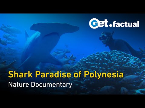 Shark Paradise of Polynesia | Full Documentary