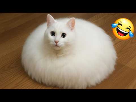 Try Not To Laugh 😂 Funniest Cats & Dogs | Funny Animals #5