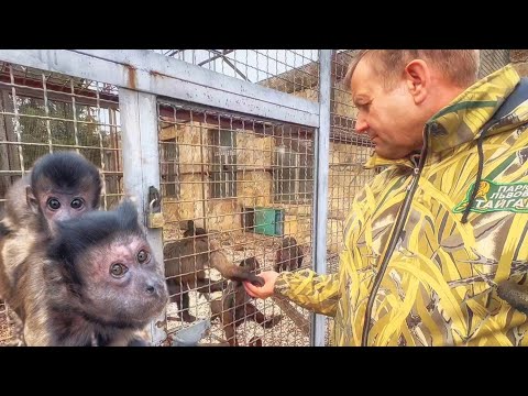 Checkups and changes. Oleg Alekseevich is busy relocating the animals and stopped by to see the c...