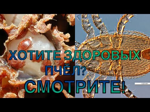 ПЧЁЛЫ КОТОРЫЕ НЕ БОЛЕЮТ, КЛЕЩ ВАРРОА, ТРОПИЛЕЛАПСОЗ, ТРАХЕЙНЫЙ КЛЕЩ, ВИРУСЫ