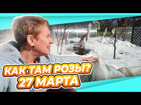 ИНСПЕКТИРУЮ РОЗЫ и ШТАМБЫ | ХАКУРА НИШИКИ | ЛАВАНДА | ГОРЫ СНЕГА дача сад