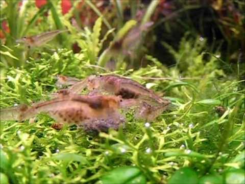 Some shrimp in my aquarium