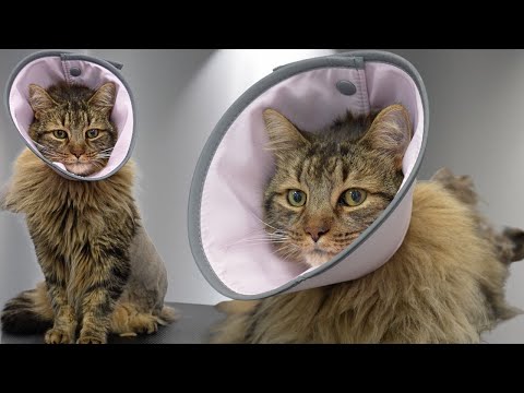 Dangerous Cat Grooming | Previous Stray Covered in Mats Fights the Entire Time