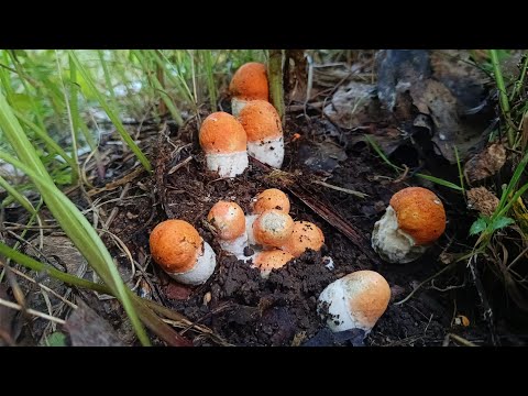 В ЭТОТ ЛЕС НЕ СТУПАЛА НОГА ЧЕЛОВЕКА! ОГРОМНЫЕ ПОЛЯНЫ ПОДОСИНОВИКОВ! ТАКОГО ВЫ ЕЩЁ НЕ ВИДЕЛИ! ШОК!