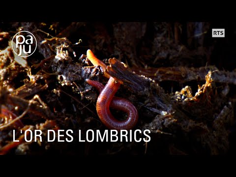Quand un passionné de vers de terre rencontre les pionniers du lombricompost